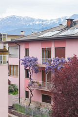 Fototapeta na wymiar Purple wisteria growing on pink house with solar panels on the tiled roof. Dolomite mountains on the background. Early spring, Italy.