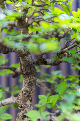 Bonsai in the garden of a cafe