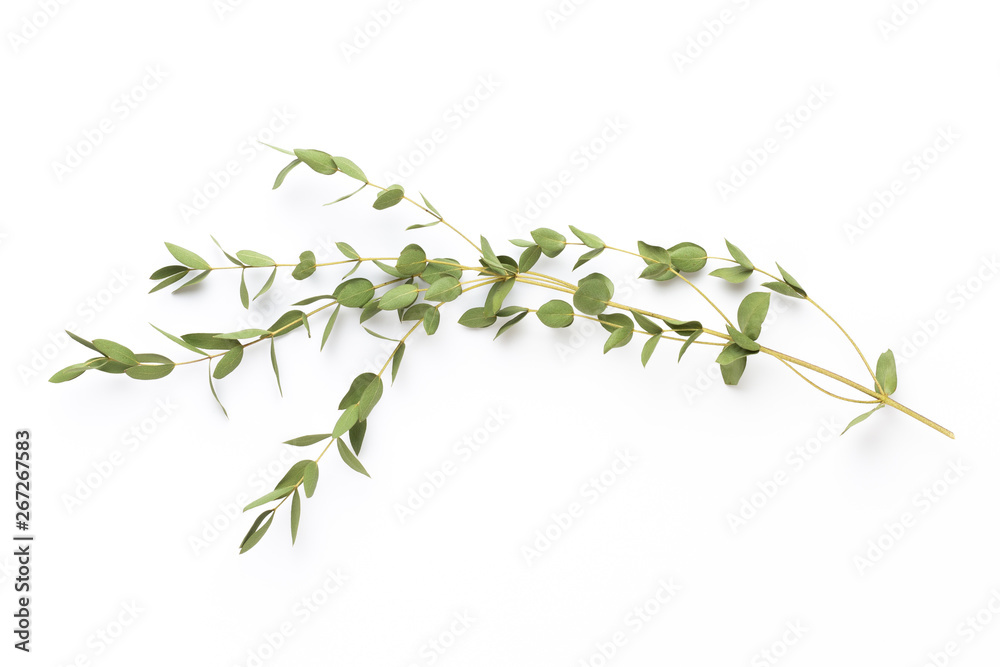 Wall mural dried flowers on white background. flat lay, top view.