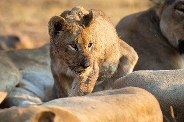 Small lion cub walking among the pride who are resting looking for mom
