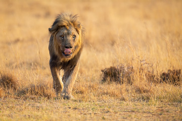 Fototapeta na wymiar Lone lion male walking through dry brown grass hunt for food