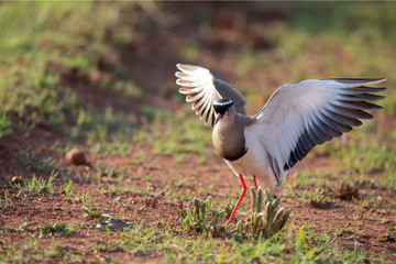 Obraz na płótnie Canvas Crowned Lapwing trying to fend off a small snake