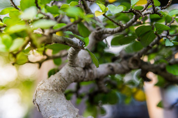 Bonsai in the garden of a cafe