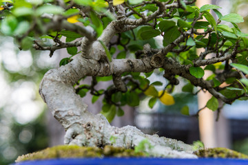 Bonsai in the garden of a cafe