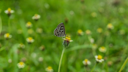 Butterfly on a Flower