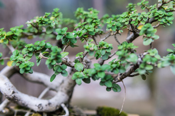 Bonsai in the garden of a cafe