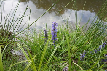 Ajuga reptans flower growing near the water