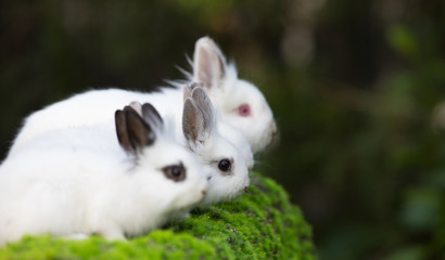 white rabbit group on green grass