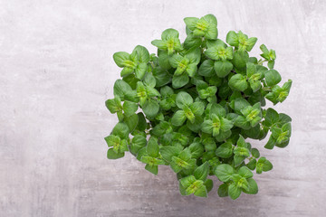 Fresh green spices isolated on white background, top view.