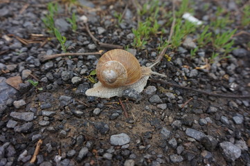 Big crawling snail on the stones.