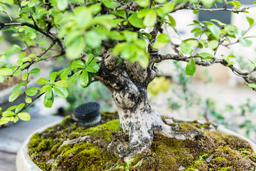 Bonsai in the garden of a cafe