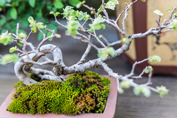 Bonsai in the garden of a cafe