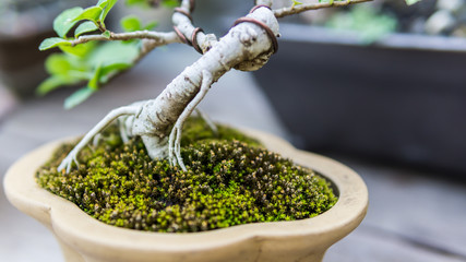 Bonsai in the garden of a cafe