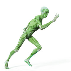 alien muscle maps on white background