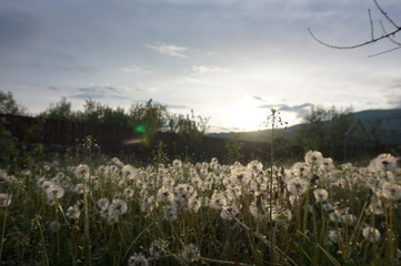 Dandelions in a meadow in the mountains. Behind the mountain the sun sets.