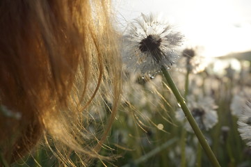 A strand of red female hair and a dandelion on the background of the setting sun.