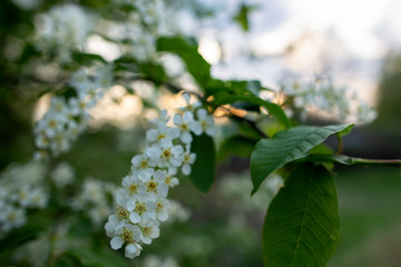 Beautiful, fragrant bird cherry (Prunus padus, hackberry, hagberry or Mayday tree) in the spring evening, in the countryside.