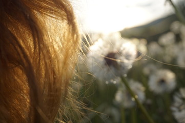 A strand of red female hair and a dandelion on the background of the setting sun. © ReitNN