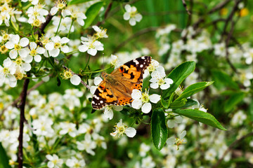 Beautiful and colourful butterfly.
