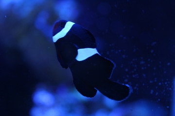 Clownfish