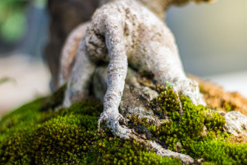 Bonsai in the garden of a cafe