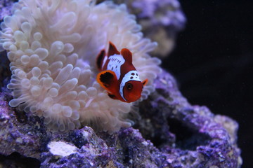 Fototapeta na wymiar clownfish close up