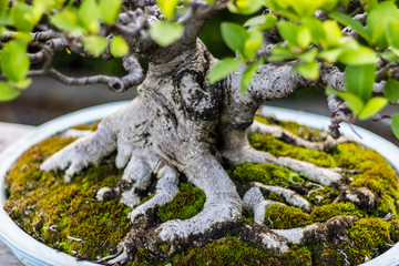 Bonsai in the garden of a cafe