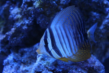 sailfin tang