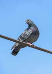 Pigeon sit against the blue sky. Spring