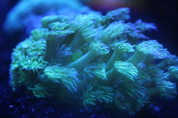 coral