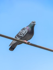 Pigeon sit against the blue sky. Spring