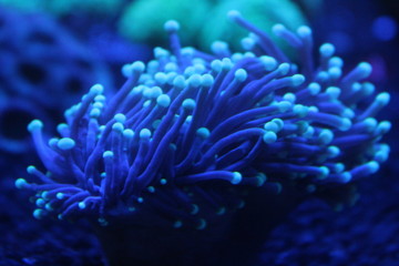 torch coral