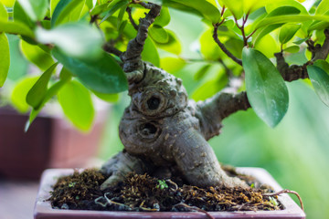 Bonsai in the garden of a cafe