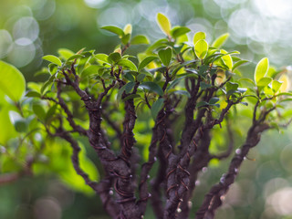 Bonsai in the garden of a cafe