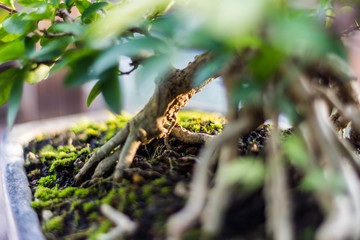 Bonsai in the garden of a cafe