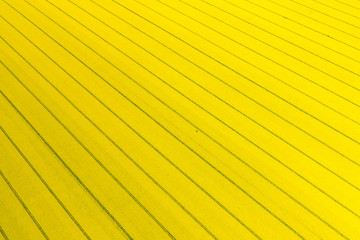 Aerial view rapeseed blooming. Yellow fields from above. Photo captured with drone.