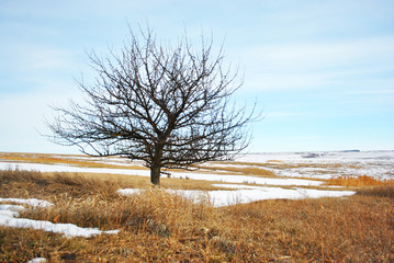 Apple tree without leaves on the snowy hill with dry grass, winter landscape, blue cloudy sky background