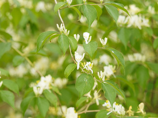 Lonicera japonica -  Chèvrefeuille du Japon ou chèvrefeuille de Chine