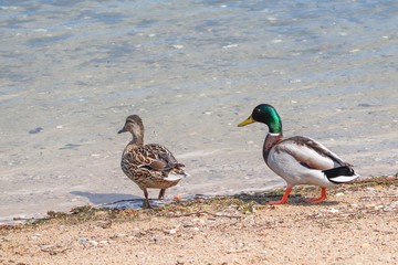 zwei Sockenten auf dem Weg ins Wasser