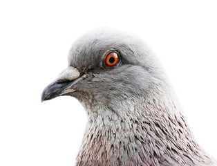 Common grey pigeon