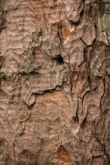 bark of a tree