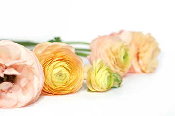 Yellow pink green ranunculus flowers on white surface . Floral background