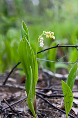 Obraz premium Lily of the valley blooms in the forest among the foliage