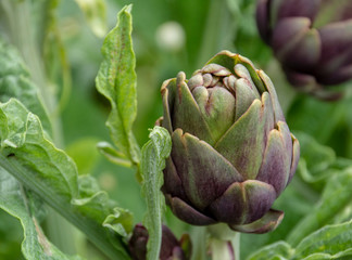 Fototapeta premium Artichoke plant, organic farming