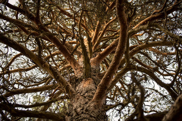 branched pine