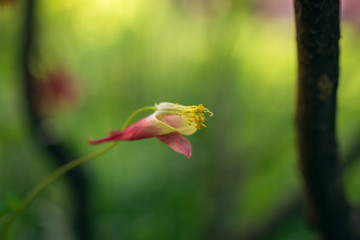 Columbine flowers in the Spring