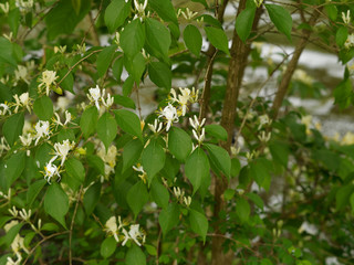 Lonicera japonica - Japanische Geißblatt
