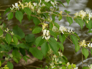 Lonicera japonica - Japanische Geißblatt