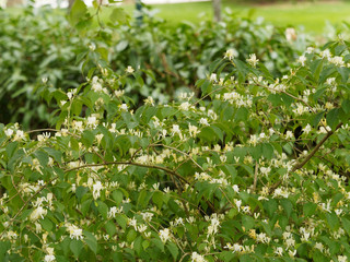Lonicera japonica - Japanische Geißblatt