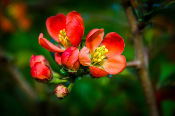red flowers in garden